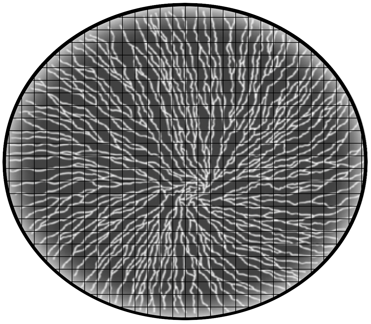 Confocal microscopy size scale with nerve morphology.