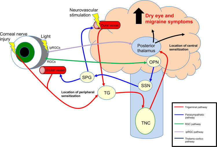 ipRGC pathways